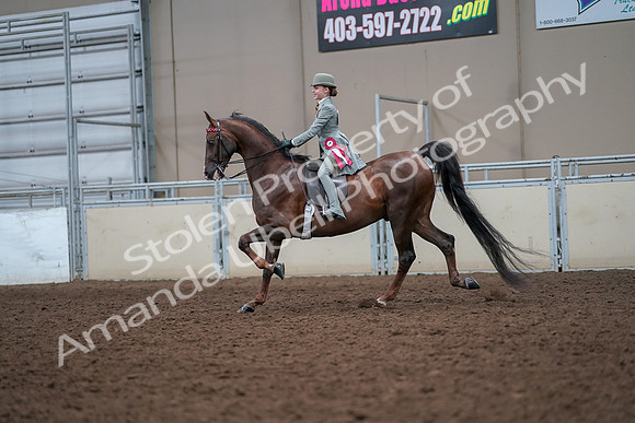 2019 Morgan Horse Show - Aug 30, 2019 - 18265