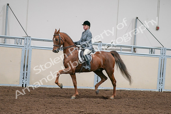 2020 - AB Morgan Horse - Sat, Sept 05 - 03033