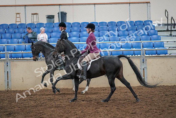 2019 Morgan Horse Show - Aug 30, 2019 - 23435