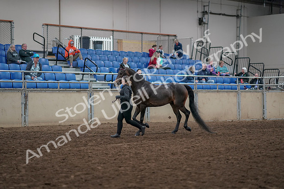 2019 Morgan Horse Show - Aug 31, 2019 - 03953