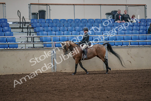 2019 Morgan Horse Show - Aug 31, 2019 - 05021