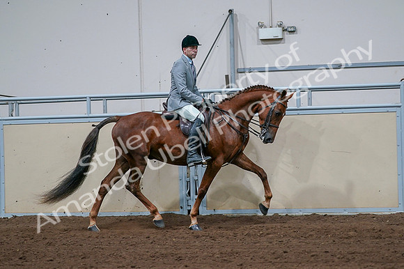2020 - AB Morgan Horse - Fri, Sept 04 - 01794