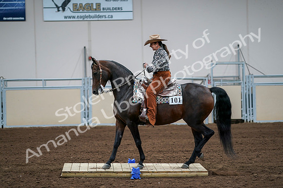 2020 - AB Morgan Horse - Fri, Sept 04 - 00073