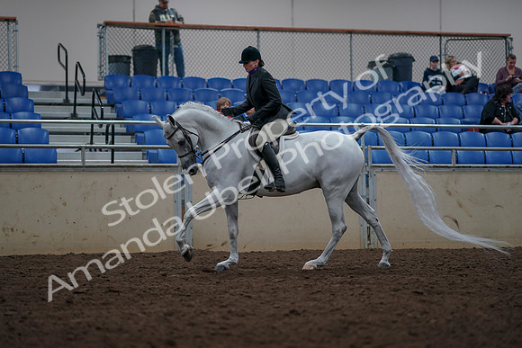 2019 Morgan Horse Show - Aug 31, 2019 - 16064