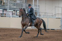2020 - AB Morgan Horse - Sun, Sept 06 - 00281