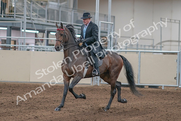 2020 - AB Morgan Horse - Sun, Sept 06 - 00281