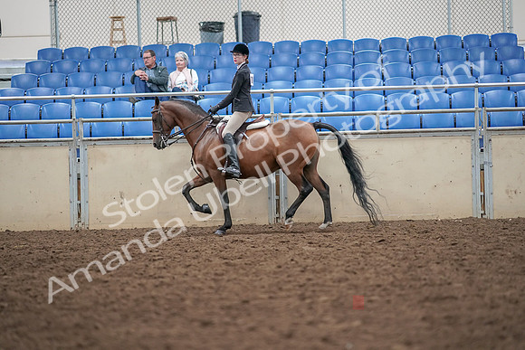 2019 Morgan Horse Show - Aug 30, 2019 - 20172