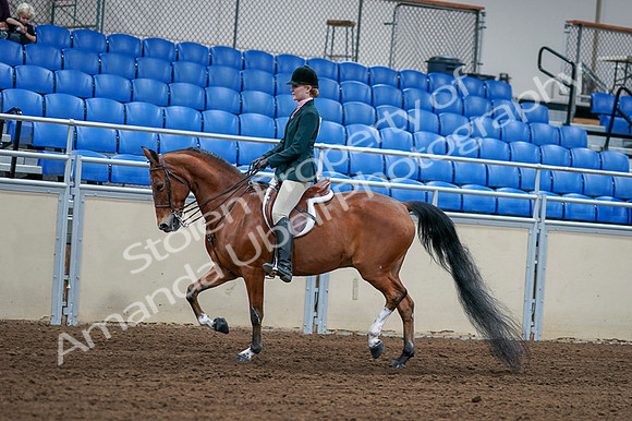 2020 - AB Morgan Horse - Fri, Sept 04 - 01553