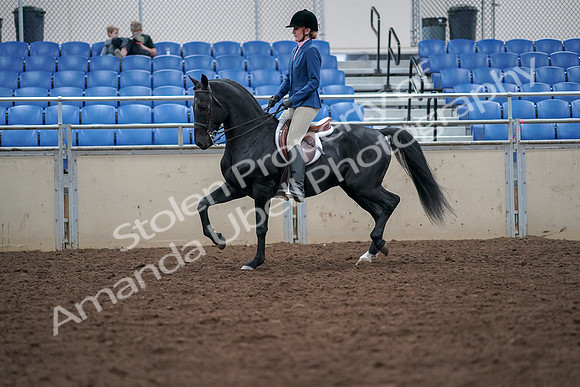 2019 Morgan Horse Show - Aug 30, 2019 - 18358