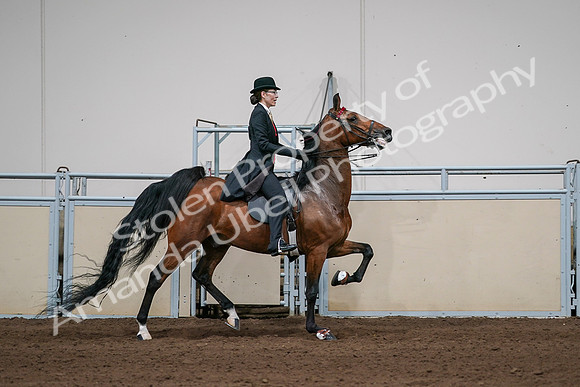 2020 - AB Morgan Horse - Sat, Sept 05 - 06845