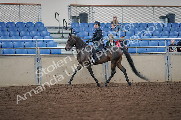 2019 Morgan Horse Show - Aug 30, 2019 - 15383