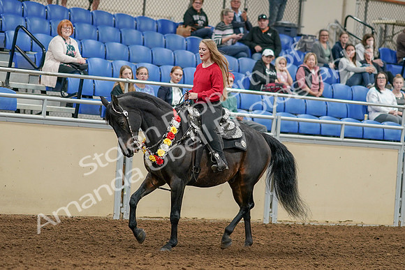 2020 - AB Morgan Horse - Sat, Sept 05 - 10356