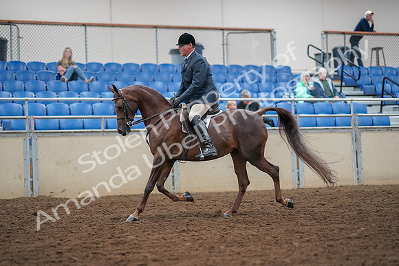 2019 Morgan Horse Show - Aug 30, 2019 - 17250