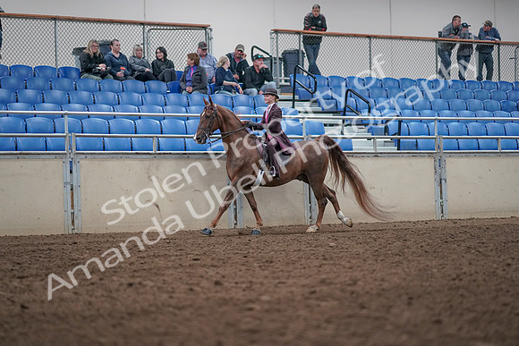 2019 Morgan Horse Show - Aug 31, 2019 - 20613