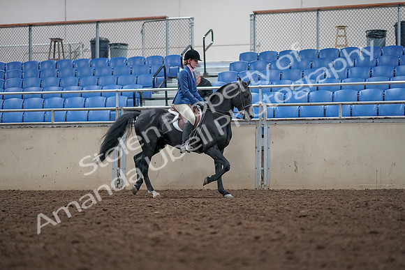 2019 Morgan Horse Show - Aug 31, 2019 - 16704