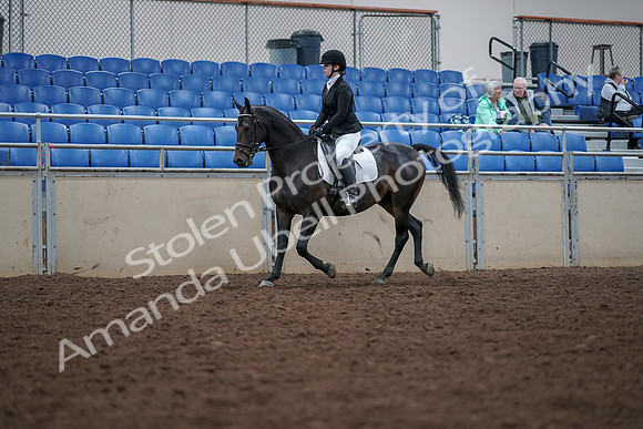 2019 Morgan Horse Show - Aug 30, 2019 - 18291