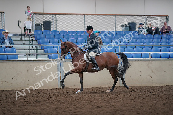 2019 Morgan Horse Show - Aug 31, 2019 - 15055