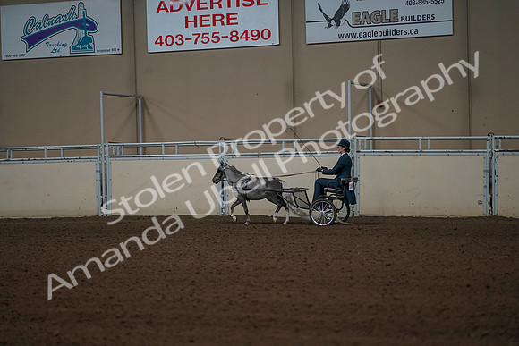 2019 Morgan Horse Show - Aug 31, 2019 - 04320