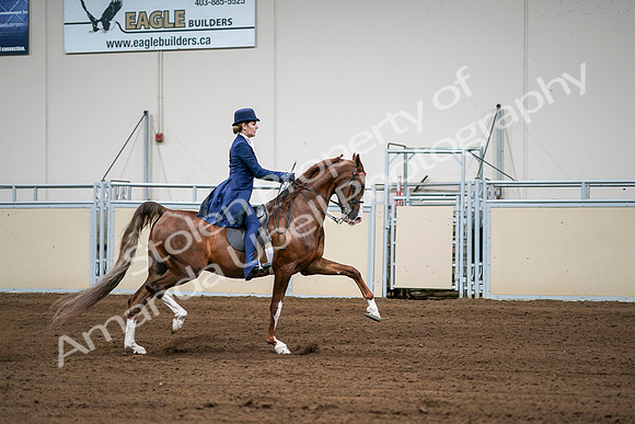 2020 - AB Morgan Horse - Sat, Sept 05 - 06333