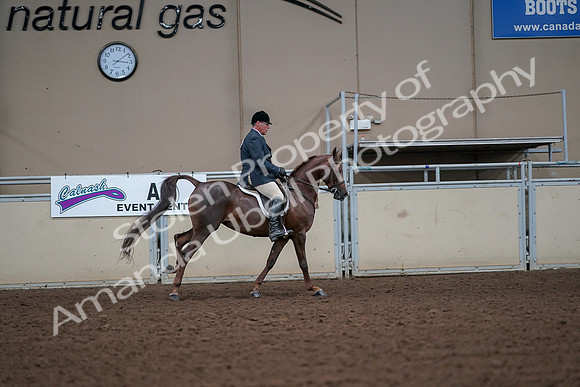 2019 Morgan Horse Show - Aug 30, 2019 - 17542