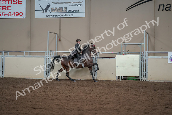 2019 Morgan Horse Show - Aug 30, 2019 - 28190