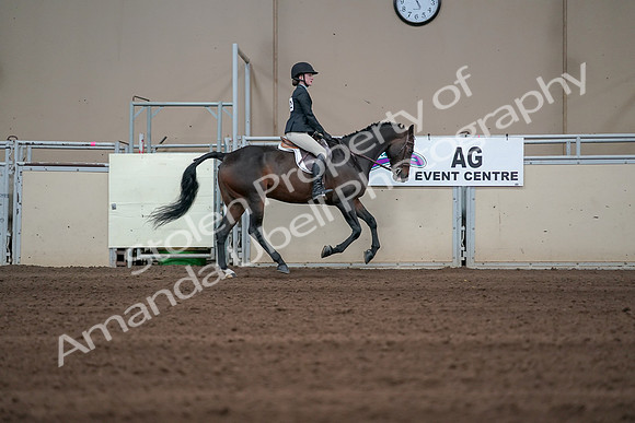 2019 Morgan Horse Show - Sept 01, 2019 - 03920