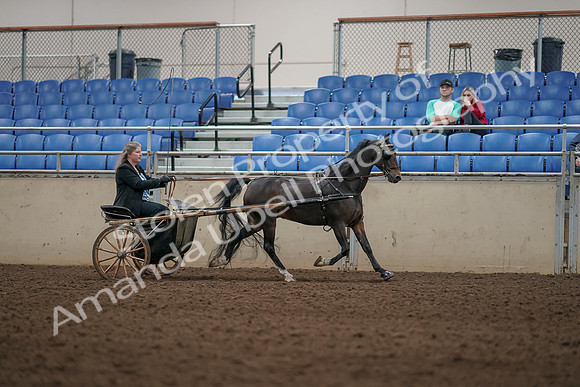 2019 Morgan Horse Show - Aug 31, 2019 - 04462