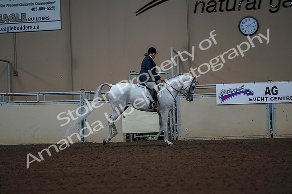 2019 Morgan Horse Show - Aug 30, 2019 - 17570