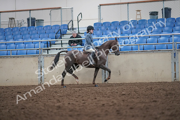 2019 Morgan Horse Show - Aug 31, 2019 - 16730