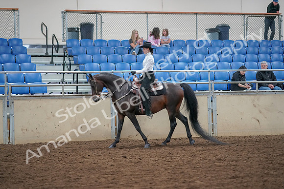 2019 Morgan Horse Show - Aug 30, 2019 - 16771