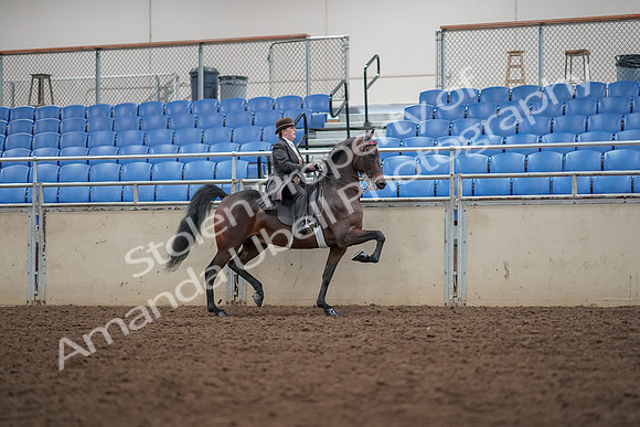 2019 Morgan Horse Show - Aug 30, 2019 - 28075