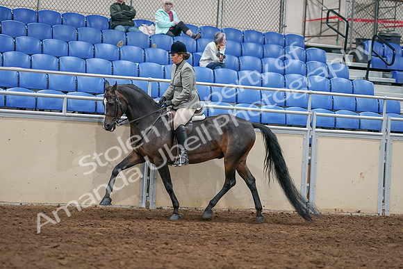 2020 - AB Morgan Horse - Sat, Sept 05 - 14487
