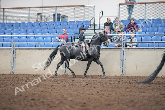 2019 Morgan Horse Show - Aug 31, 2019 - 19627