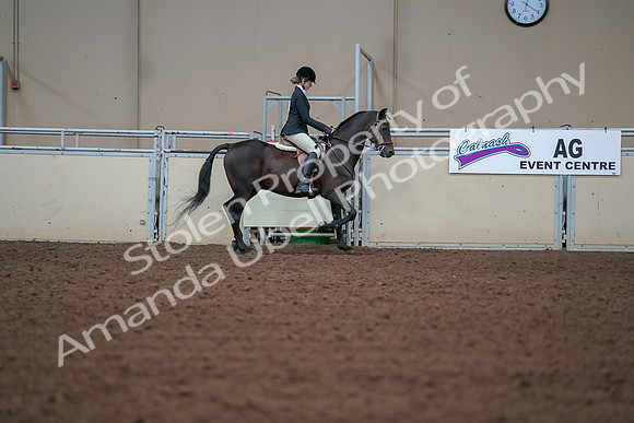 2019 Morgan Horse Show - Aug 30, 2019 - 20806