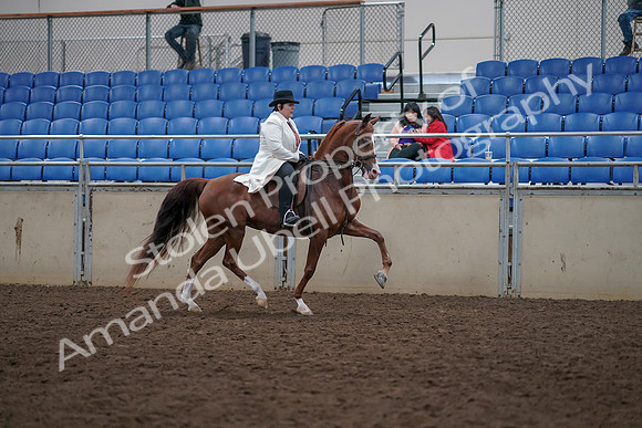 2019 Morgan Horse Show - Aug 31, 2019 - 17971