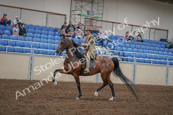 2020 - AB Morgan Horse - Fri, Sept 04 - 11420