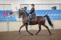 2019 Morgan Horse Show - Aug 30, 2019 - 27864