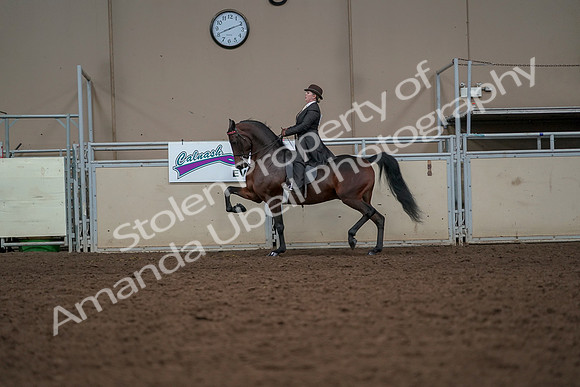 2019 Morgan Horse Show - Aug 30, 2019 - 27985