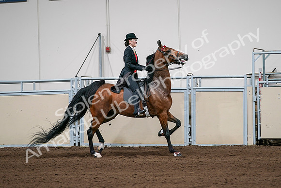 2020 - AB Morgan Horse - Sat, Sept 05 - 06832
