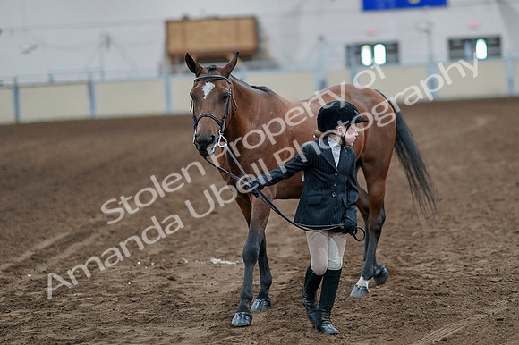 2020 - AB Morgan Horse - Fri, Sept 04 - 00908