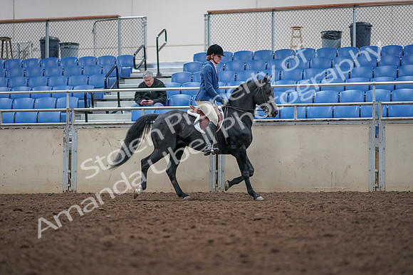 2019 Morgan Horse Show - Aug 31, 2019 - 16710