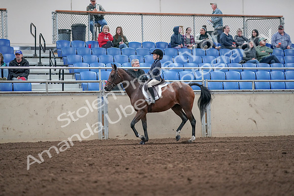 2019 Morgan Horse Show - Aug 31, 2019 - 19539