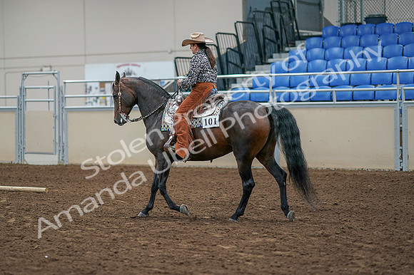 2020 - AB Morgan Horse - Fri, Sept 04 - 00087