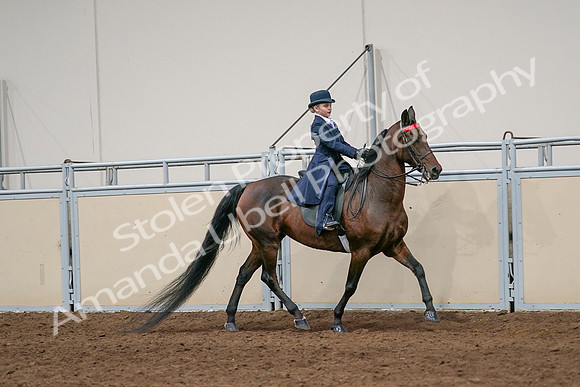 2020 - AB Morgan Horse - Sat, Sept 05 - 04842
