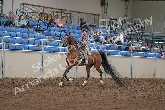 2020 - AB Morgan Horse - Fri, Sept 04 - 11352