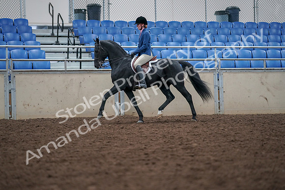2019 Morgan Horse Show - Aug 30, 2019 - 18404