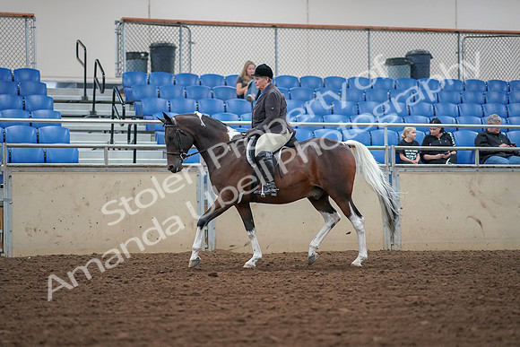 2019 Morgan Horse Show - Aug 30, 2019 - 16030
