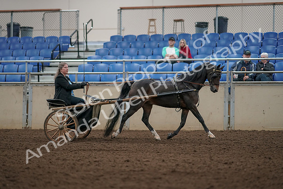 2019 Morgan Horse Show - Aug 31, 2019 - 04533