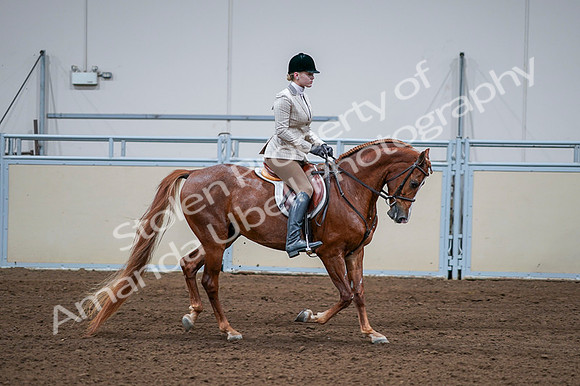 2020 - AB Morgan Horse - Fri, Sept 04 - 01839