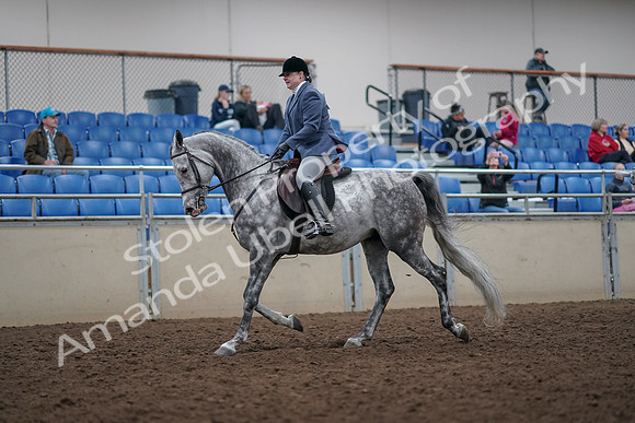 2019 Morgan Horse Show - Aug 31, 2019 - 14876